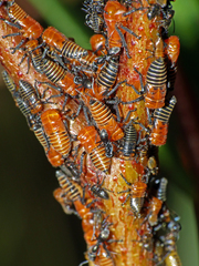 Eurymeloides bicincta