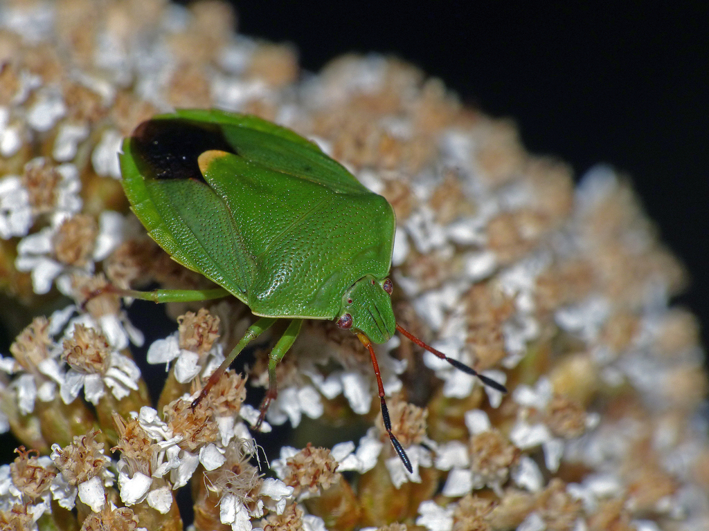 Ocirrhoe lutescens