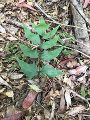 Cyrtomium caryotideum