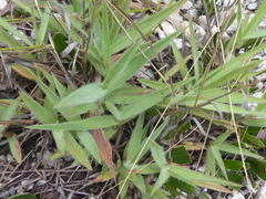 Mandevilla tenuifolia