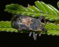 Mesoptiliinae