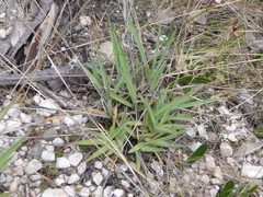 Mandevilla tenuifolia