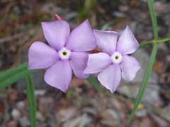 Mandevilla tenuifolia
