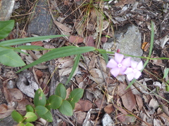 Mandevilla tenuifolia