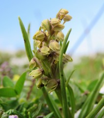 Chamorchis alpina