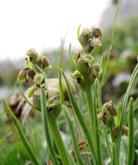 Chamorchis alpina