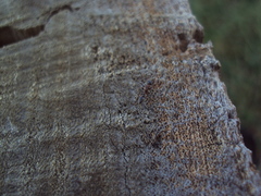 Pseudomyrmex phyllophilus