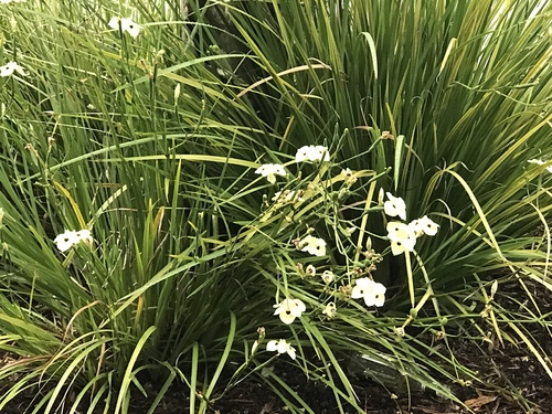 Dietes bicolor