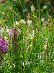 Oreojuncus monanthos
