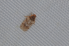 Tachycixius pilosus
