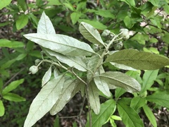 Croton alabamensis
