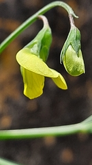 Lathyrus annuus