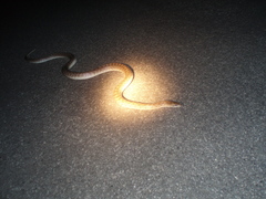 Arizona elegans eburnata