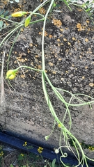 Lathyrus annuus