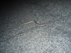 Arizona elegans eburnata