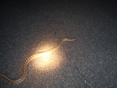 Arizona elegans eburnata