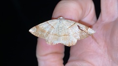 Endropiodes indictinaria