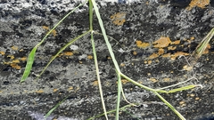 Lathyrus annuus