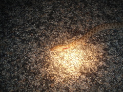 Arizona elegans eburnata