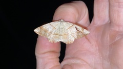 Endropiodes indictinaria