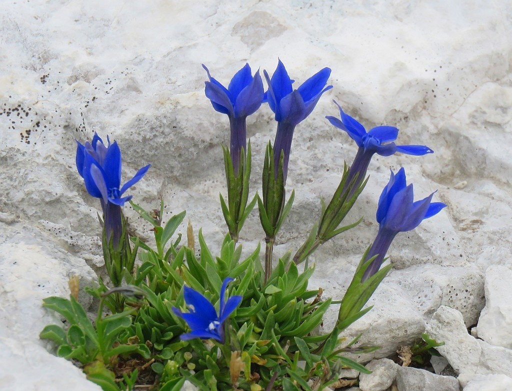 Gentiana pumila