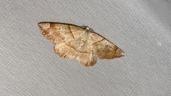 Endropiodes indictinaria