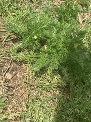 Matricaria discoidea