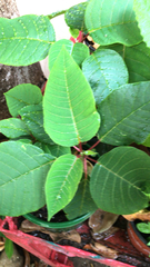 Euphorbia pulcherrima