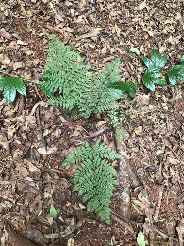 Dryopteris glabra observed 2021-04-25