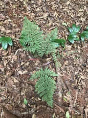 Dryopteris glabra