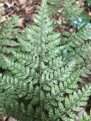 Dryopteris glabra