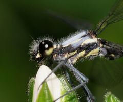 Austroargiolestes calcaris