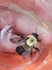 Bombus griseocollis