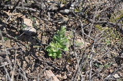 Sedum glabrum