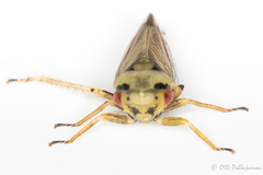 Macropsis