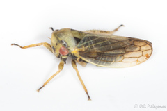 Macropsis