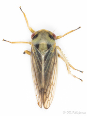 Macropsis