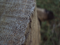 Pseudomyrmex phyllophilus