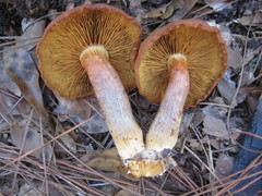 Gymnopilus underwoodii