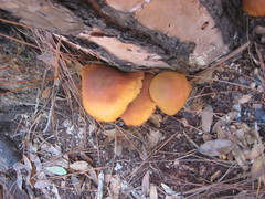 Gymnopilus underwoodii