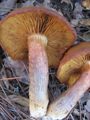 Gymnopilus underwoodii
