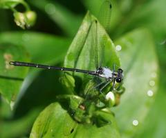 Austroargiolestes calcaris