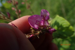 Pseudarthria hookeri hookeri