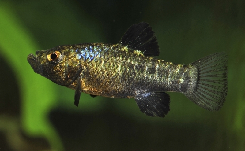Scale-Eating Pupfish