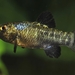 Scale-eating Pupfish - Photo (c) 
Anthony Terceira, some rights reserved (CC BY-SA)