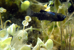 Scale-Eating Pupfish photo 4