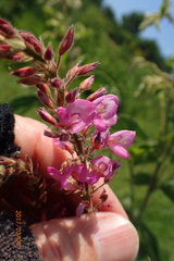 Pseudarthria hookeri hookeri