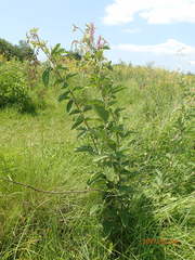 Pseudarthria hookeri hookeri