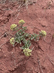 Asclepias macrosperma