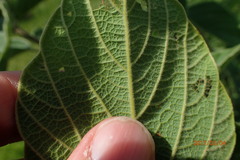 Pseudarthria hookeri hookeri